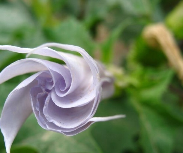 植物知识科普,小编带你了解紫花曼陀罗