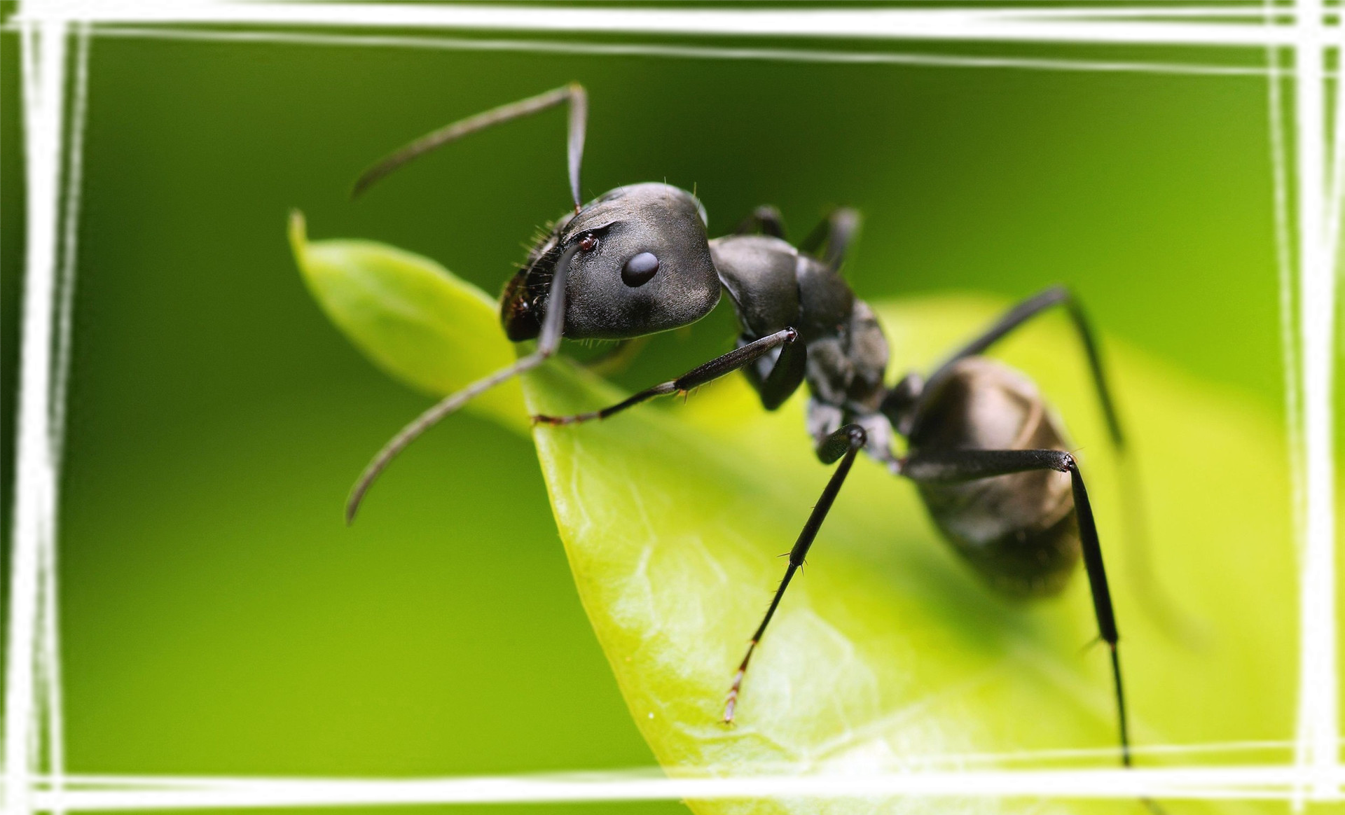 可爱的动物图片桌面壁纸图片