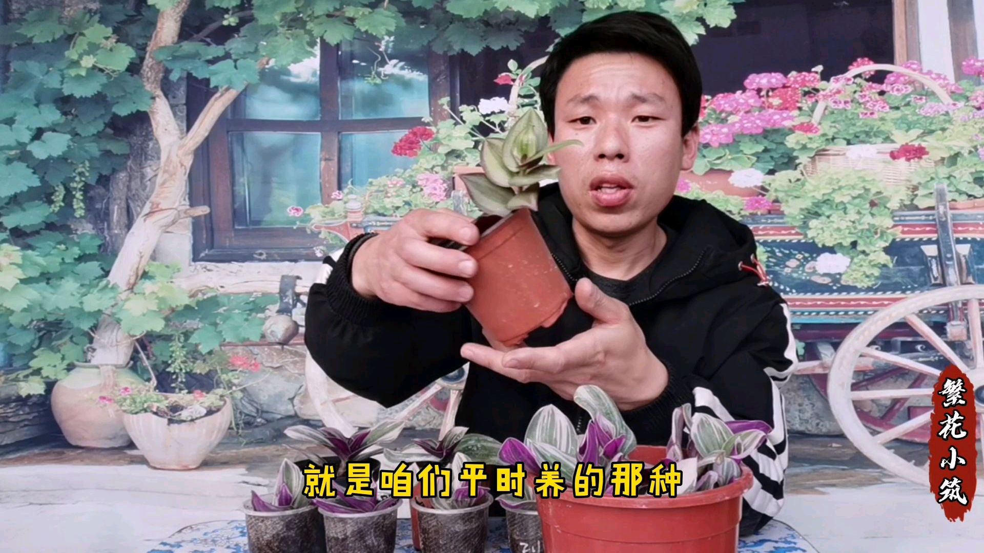 网红植物油画般的漂亮,养护简单扦插很容易成活