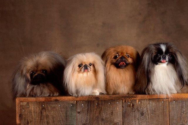 怎么饲养京巴犬这种宠物?