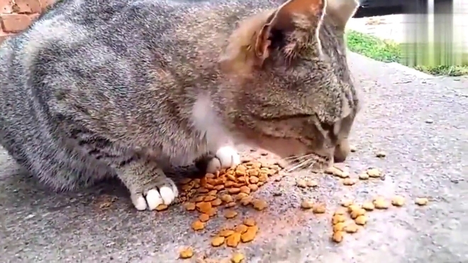 饥饿的流浪猫遇到突如其来的大雨,真的好可怜!