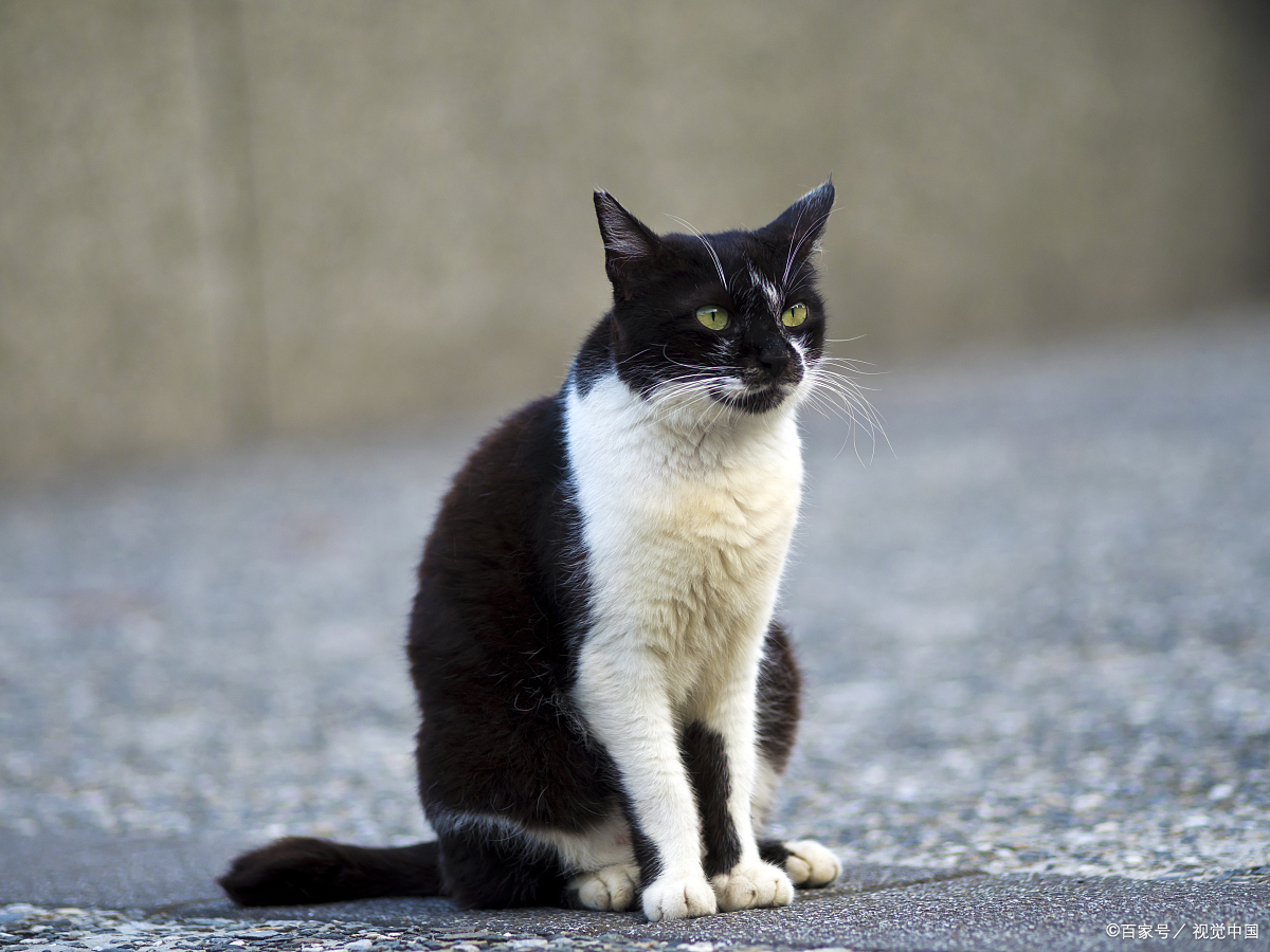 孟买猫和黑猫的区别图片