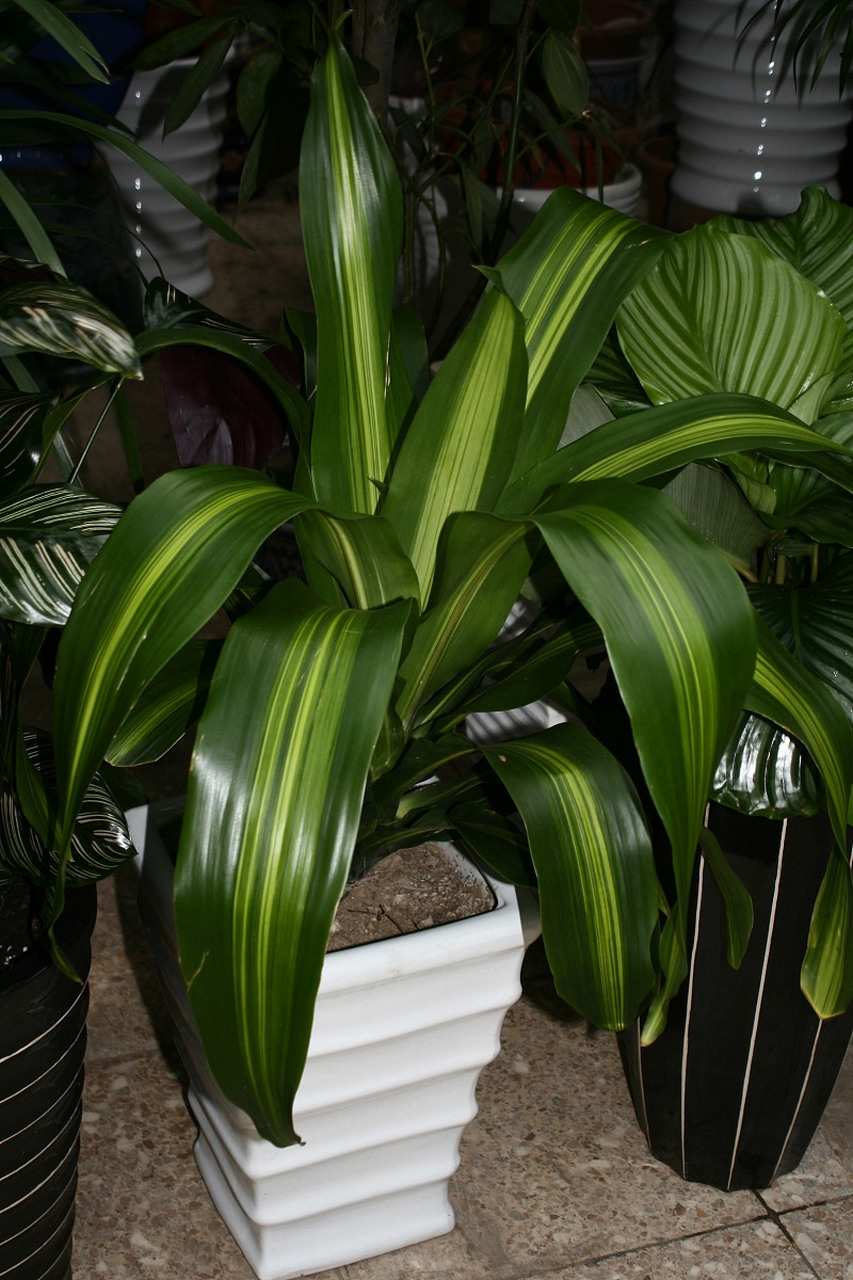 巴西木,室内盆栽观叶植物,生长环境要求温暖,阳光充足.