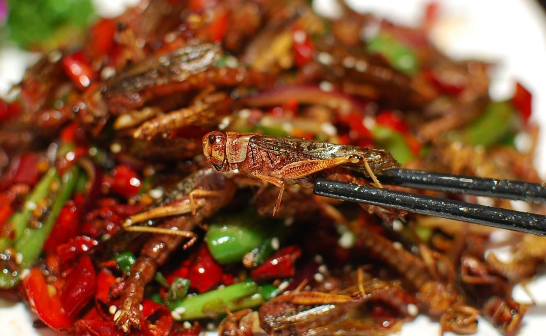 蝗虫跨越不了喜马拉雅山脉,注定它们成不了餐桌上的菜