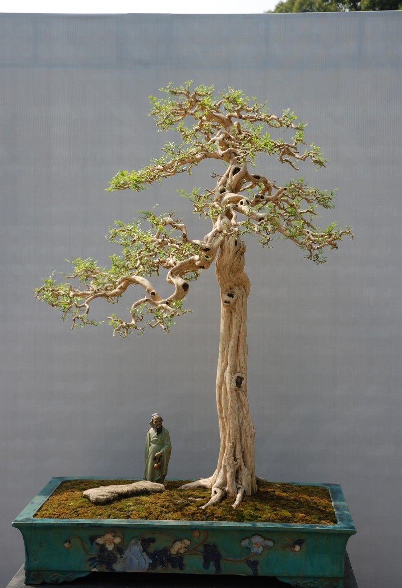 盆景中的直杆式——一种呆板中取神韵动感的方式,韵味十足!