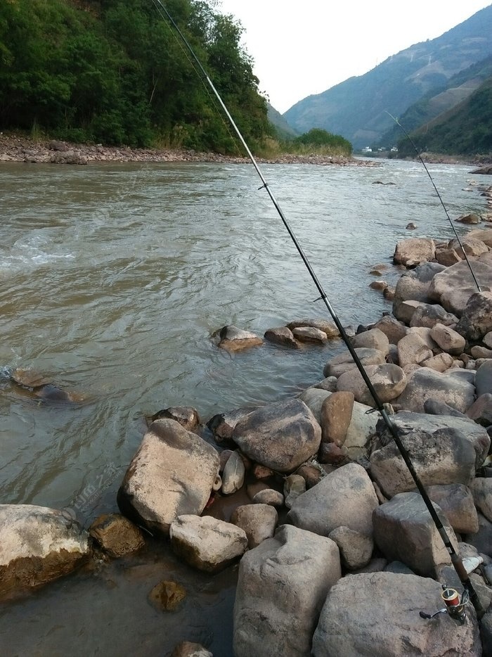 江河流水钓细鳞鱼钓法图片