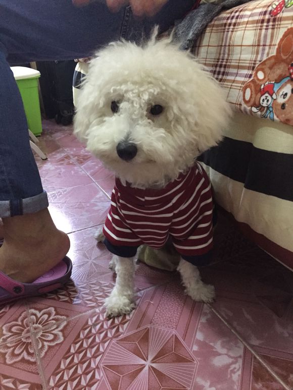 网友发现比熊犬掉毛严重,拿起剪刀就开始给它剪毛