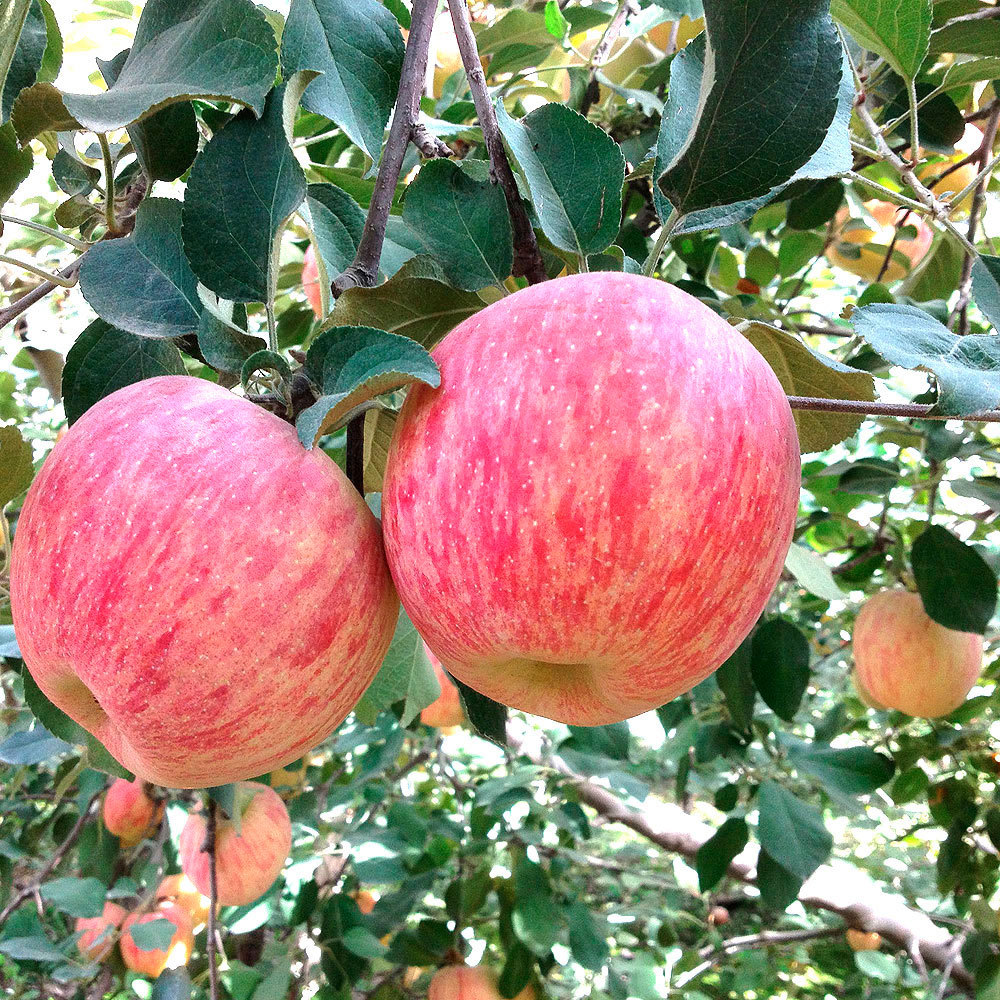 陕西洛川延安的红富士苹果