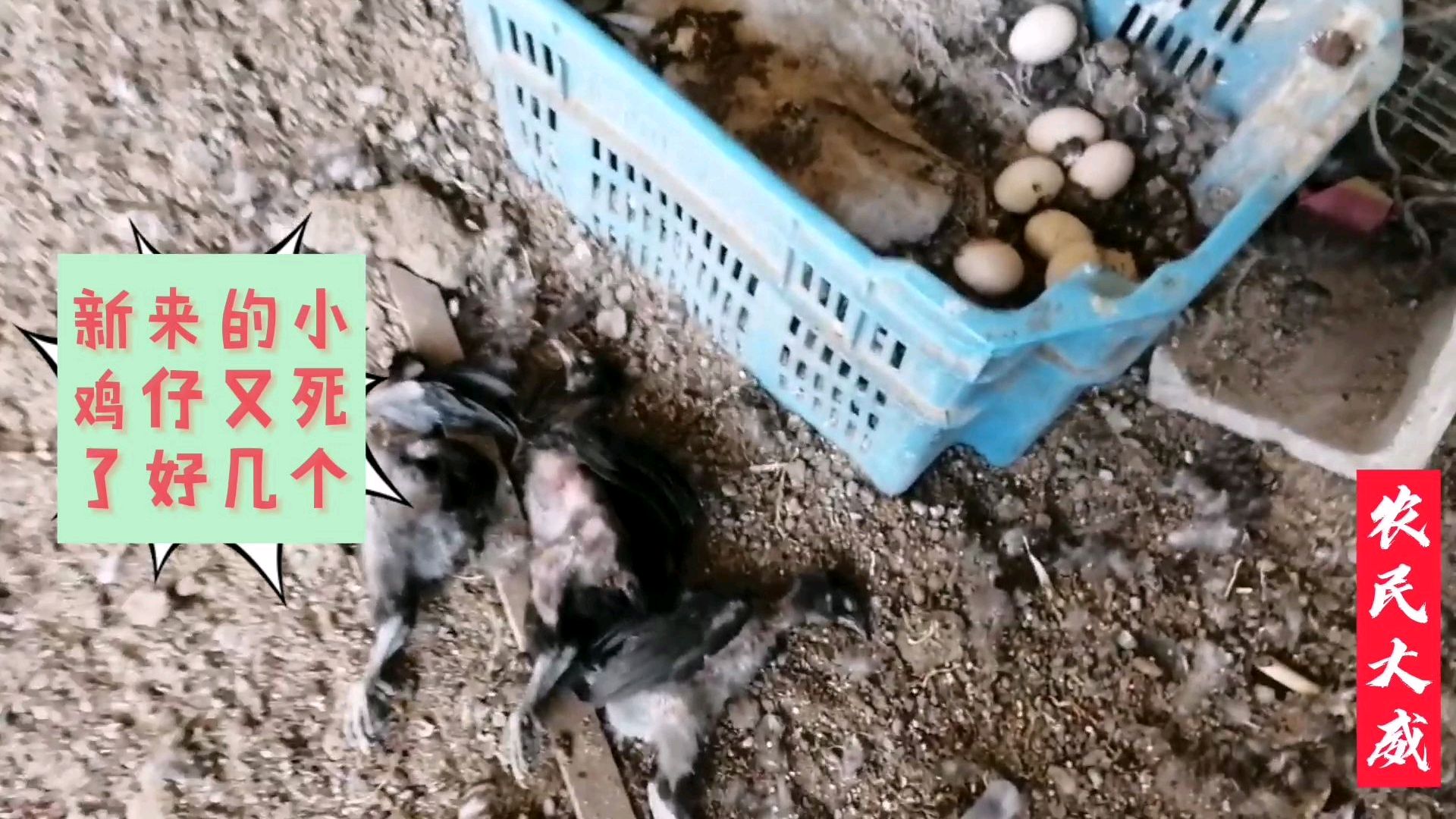 搞养殖还真的有专业技术,这小鸡仔又死了好几个,不能团灭吧