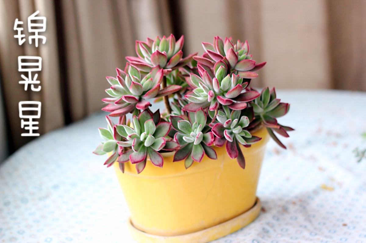 怎样繁殖多肉植物锦晃星?