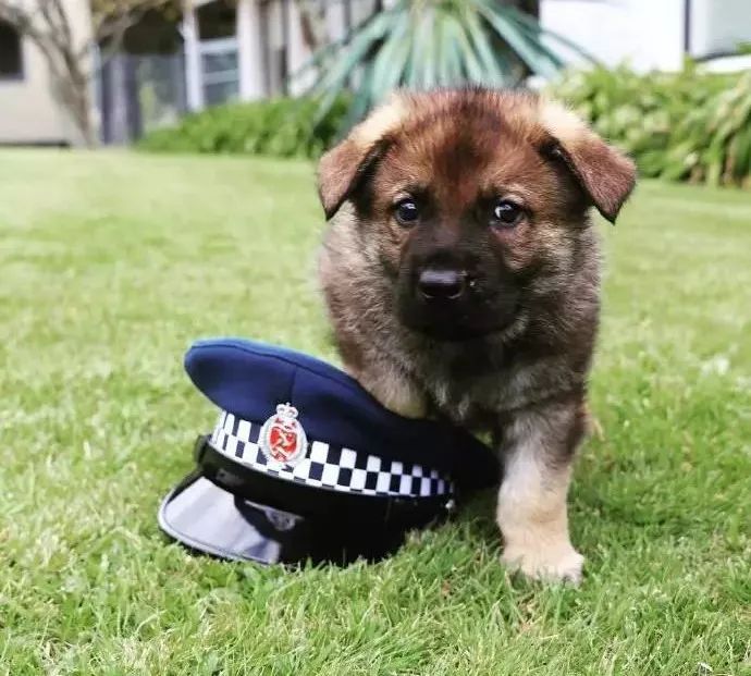 不萌则已一萌惊人,警犬的杀伤力也太强大了吧!