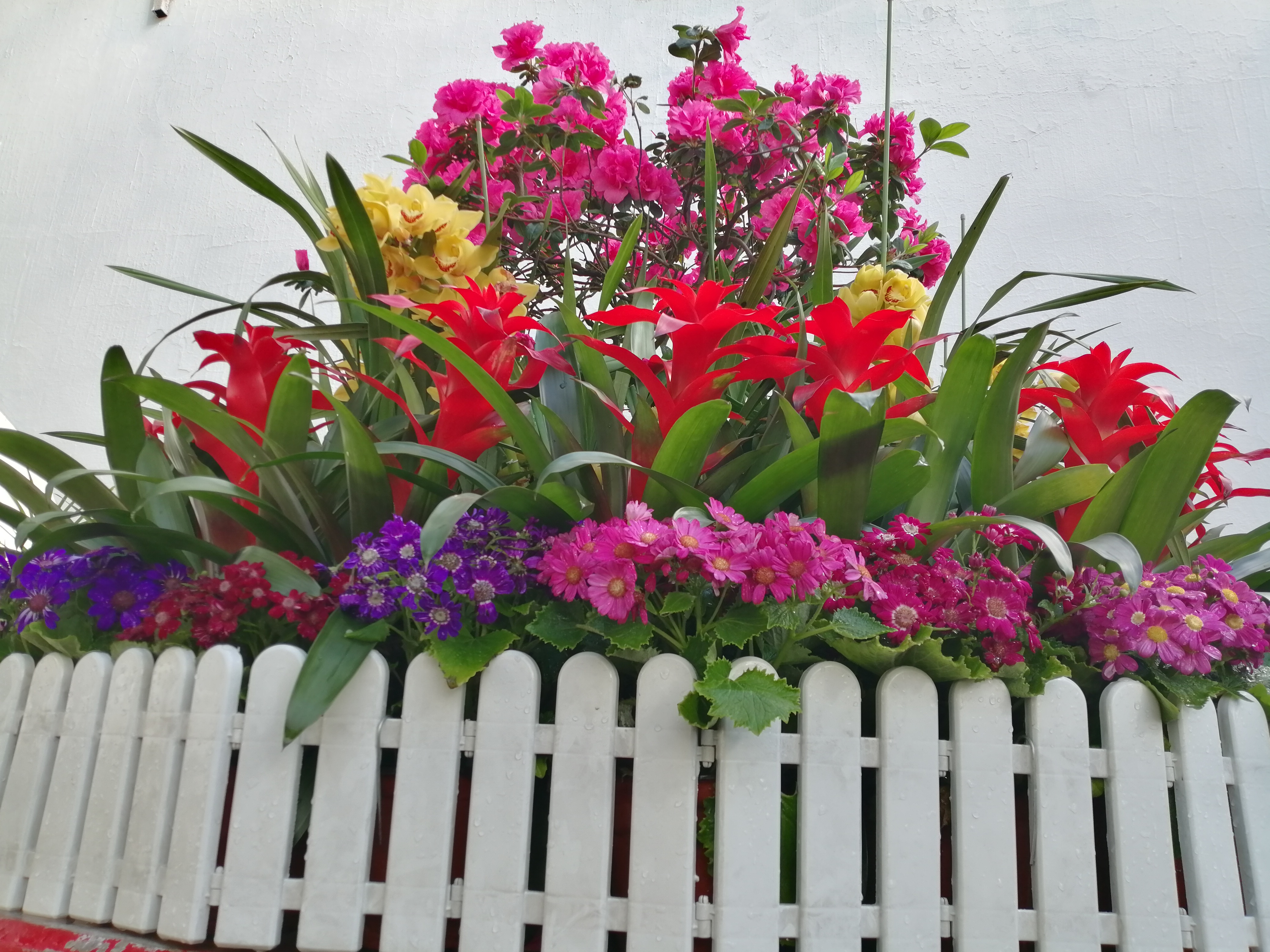 吉林江南公园迎春花展举行,群花争艳迎新春