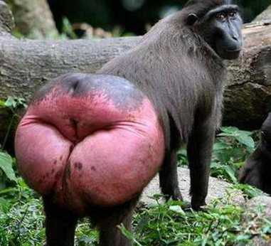 画风清奇!印尼珍稀猴子屁股又大又红,网友调侃:屁股大能生猴?