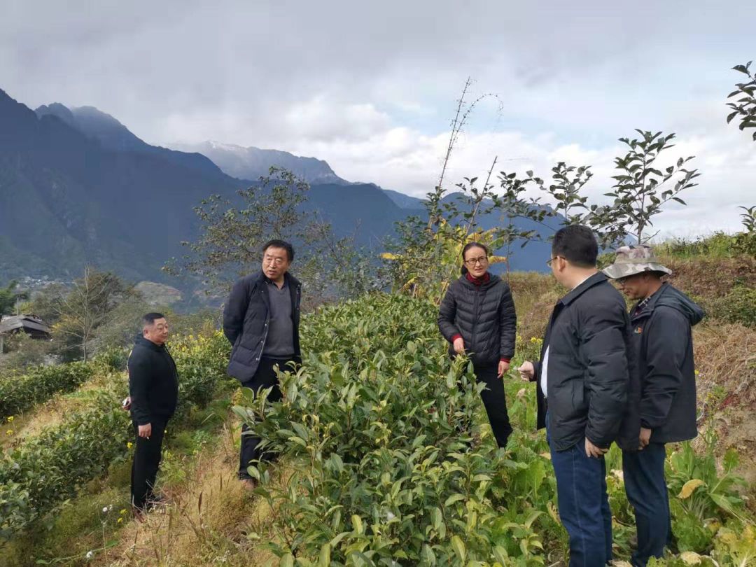 李雪涛到上帕镇达普洛村开展调研