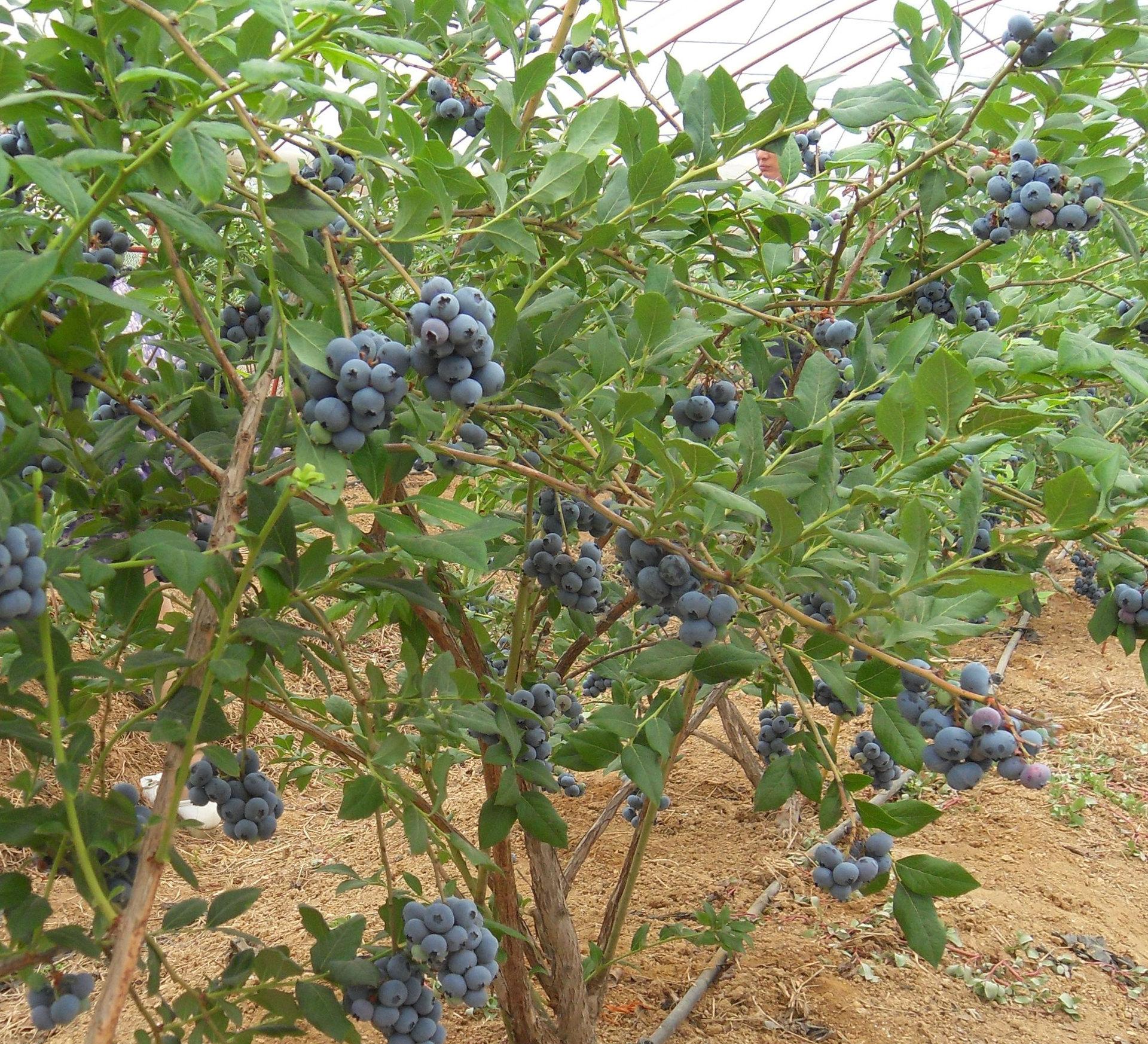 蓝莓苗的叶片病的治疗