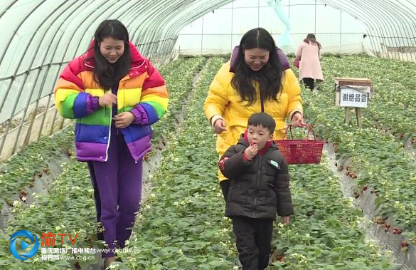 重庆网络广播电视台 记者 蒲佳乐