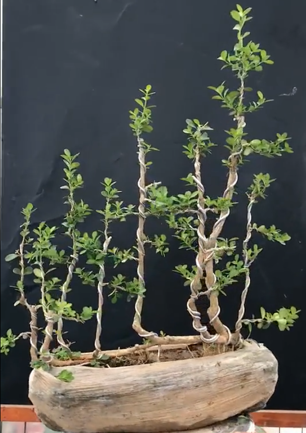 最小的丛林式瓜子黄杨盆景,"1株树"200元,大家说值不值?