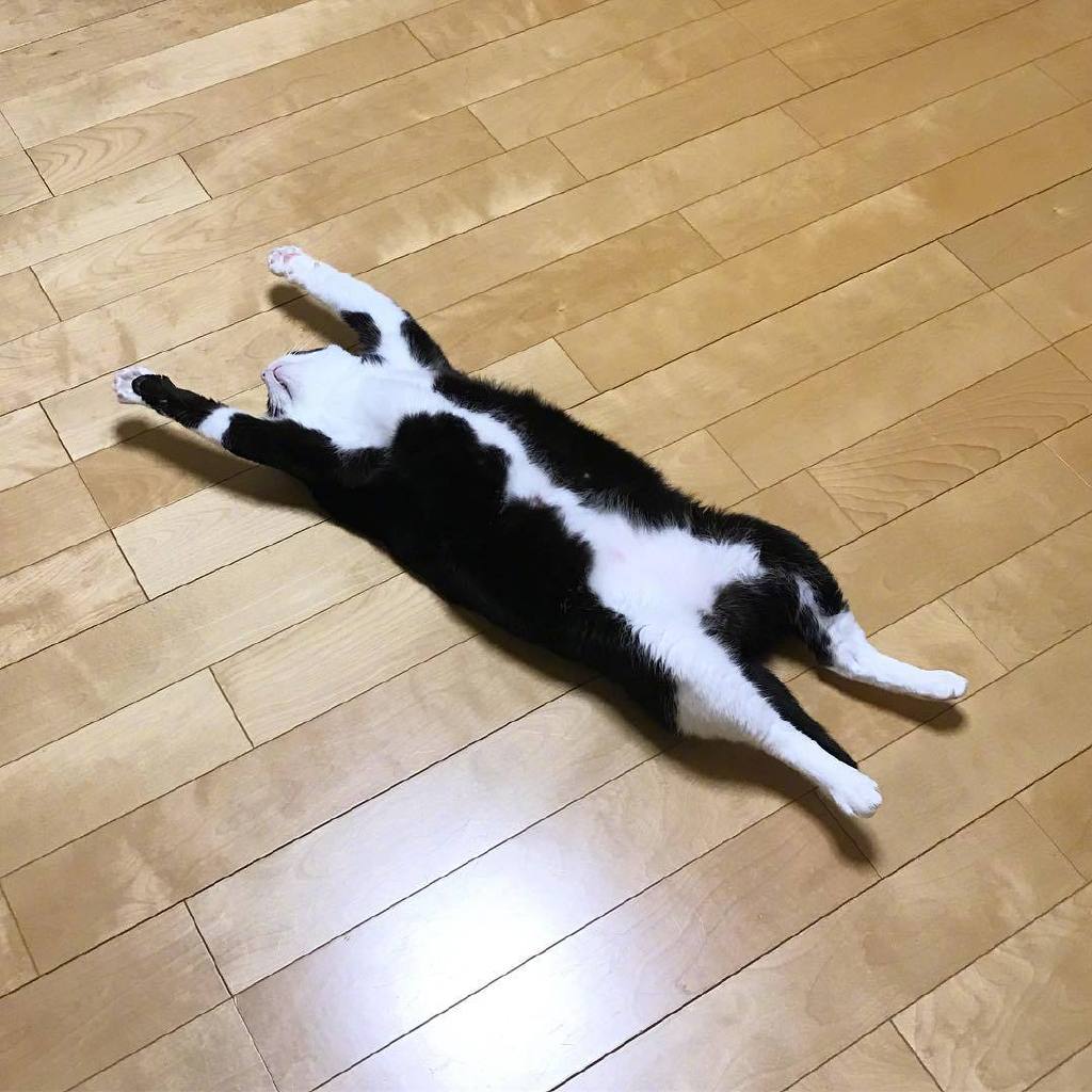 喵:大家一起来葛优瘫啊.