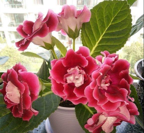 一种"地皮花",比牡丹美,比月季靓,阳台养几盆,一开200天