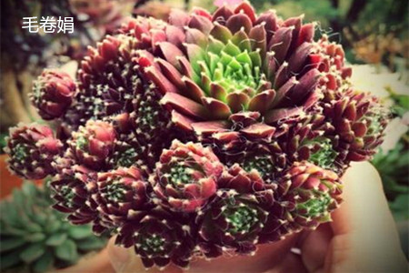 蛛丝卷绢和毛卷娟,红卷娟有什么区别?