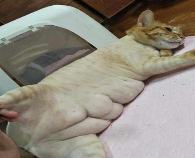 主人嫌猫太胖给剃毛,却发现橘猫胖出6块腹肌,网友:胖的很实诚