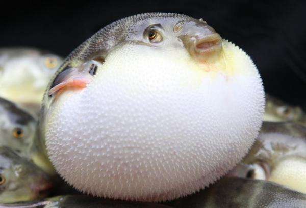 用针扎一下膨胀的河豚,真的会爆炸吗?看完你就知道了!