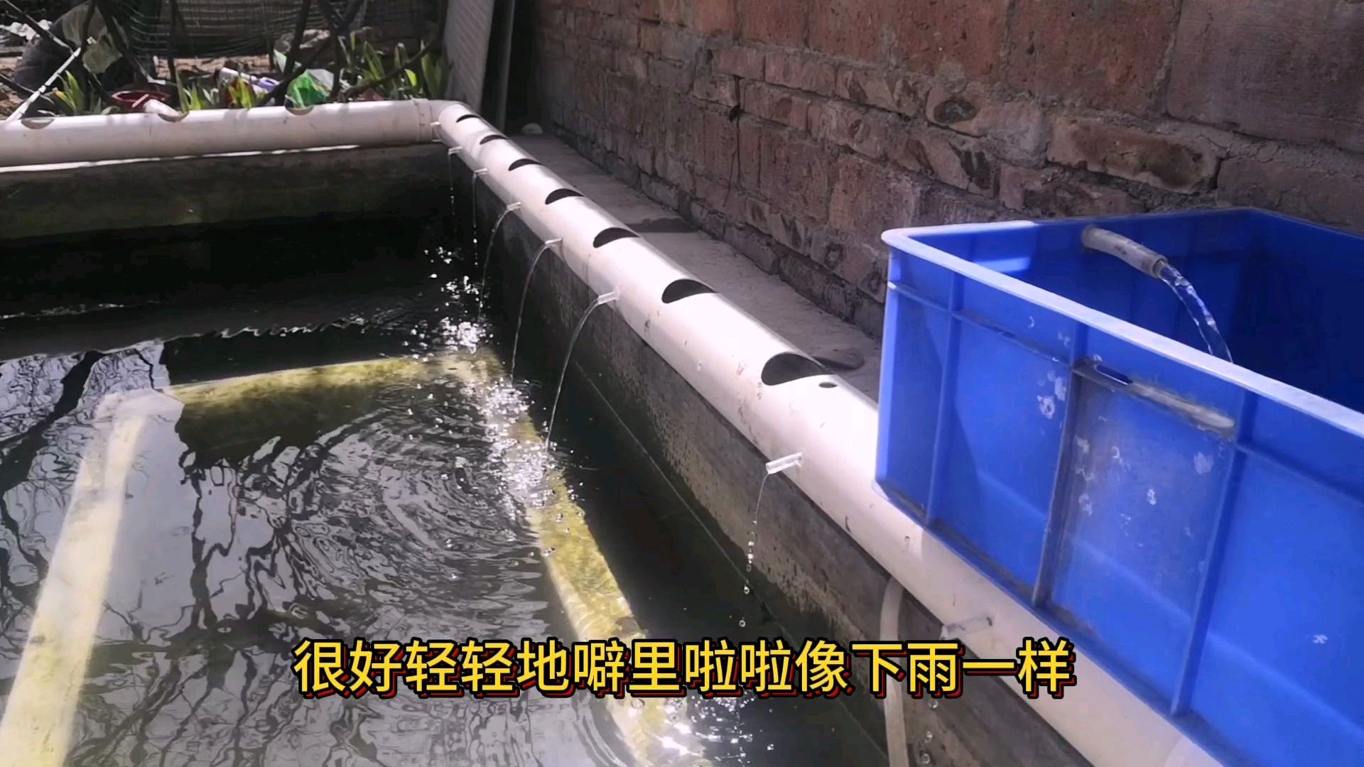 农村小伙为鱼池加上鱼菜共生,水里养鱼上面种菜,还能为鱼池过滤