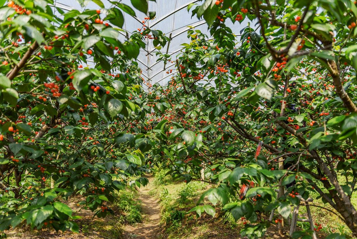 棚室樱桃如何进行管理,温度调控才是重中之重