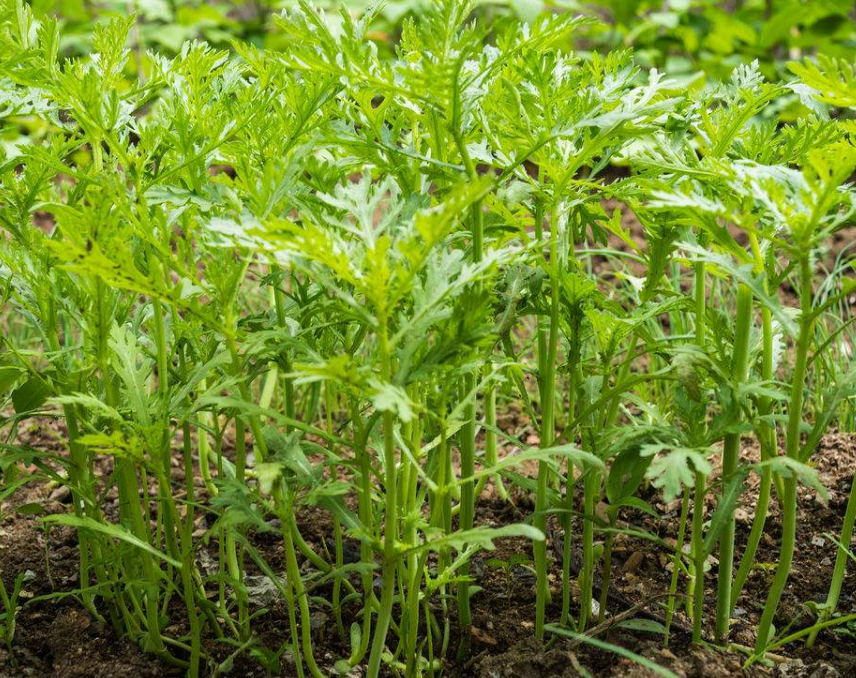 筒蒿- 优质问答专区