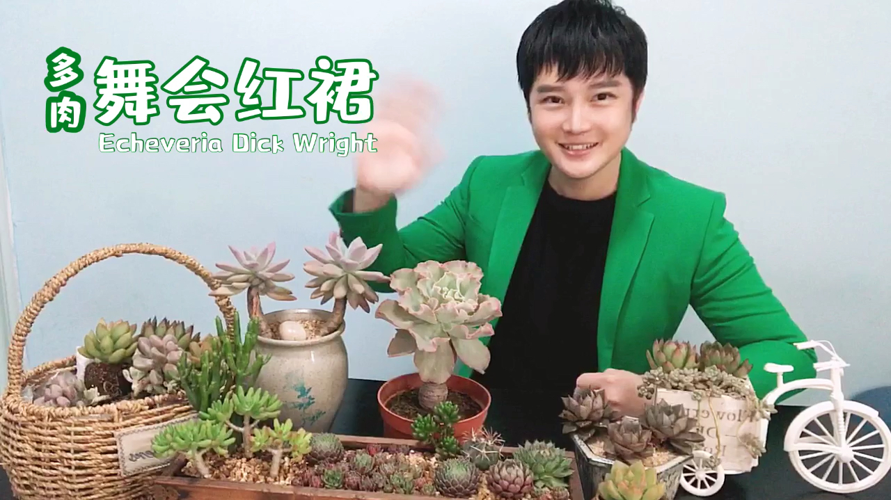 舞会红裙叶缘有着裙摆一样的大波浪,环境压力大时会出疣子!