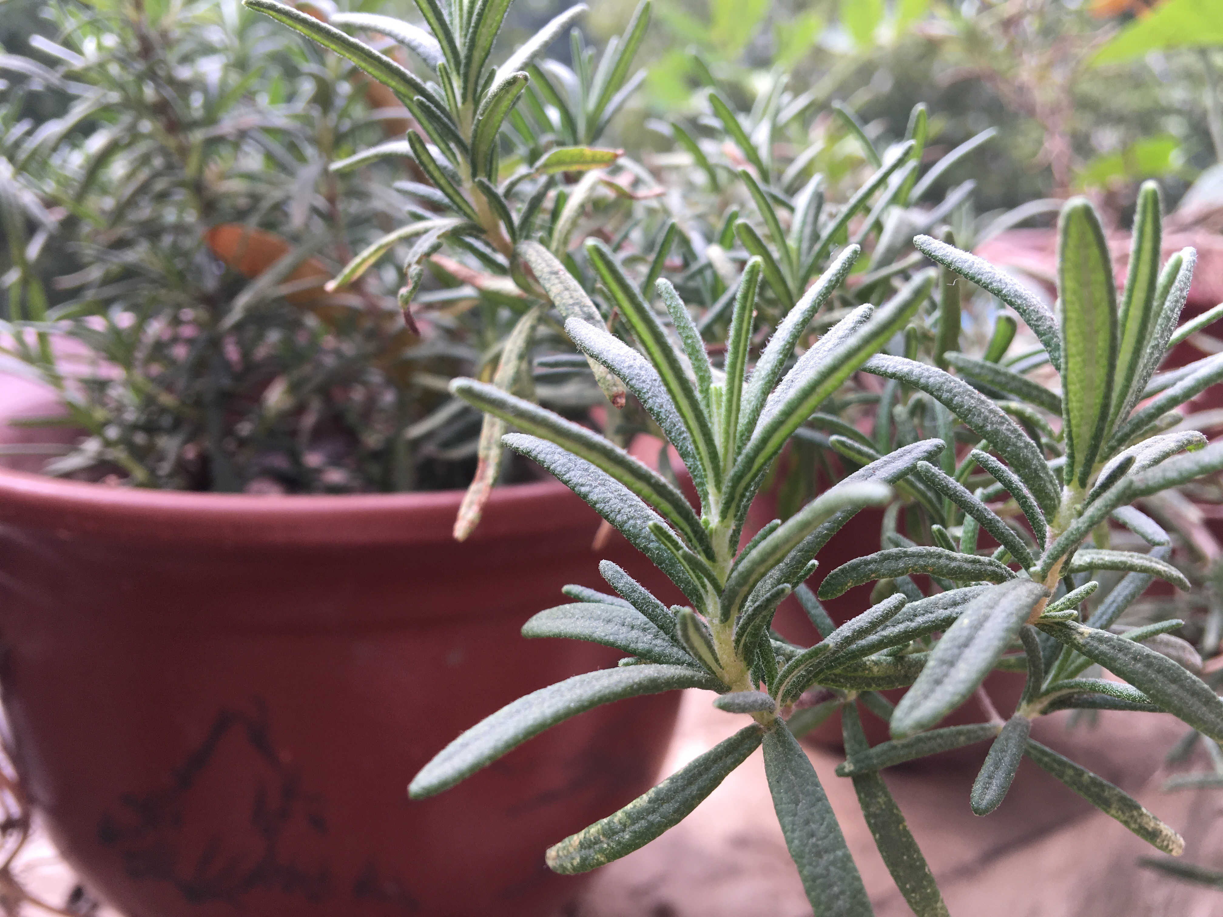 喜欢带香味的植物,就种1棵"迷迭香",插枝即活,想种10盆都行