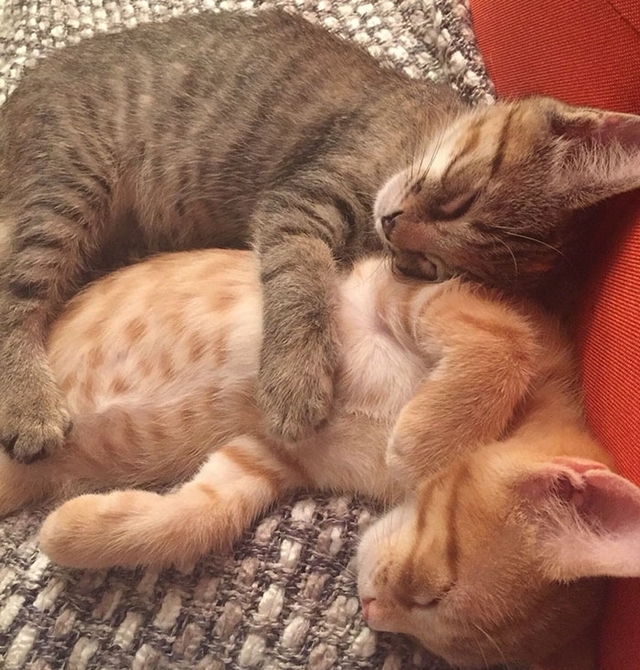 两只相亲相爱的小猫