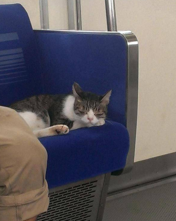 这个连续3年自己搭地铁回家的猫咪,表情简直就是列车长啊