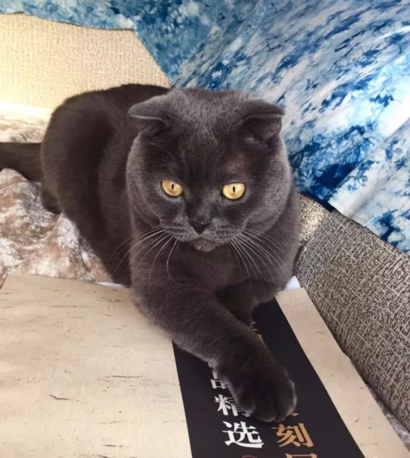 天生霸气高冷!藏区最有范儿的"香巴拉猫"来了