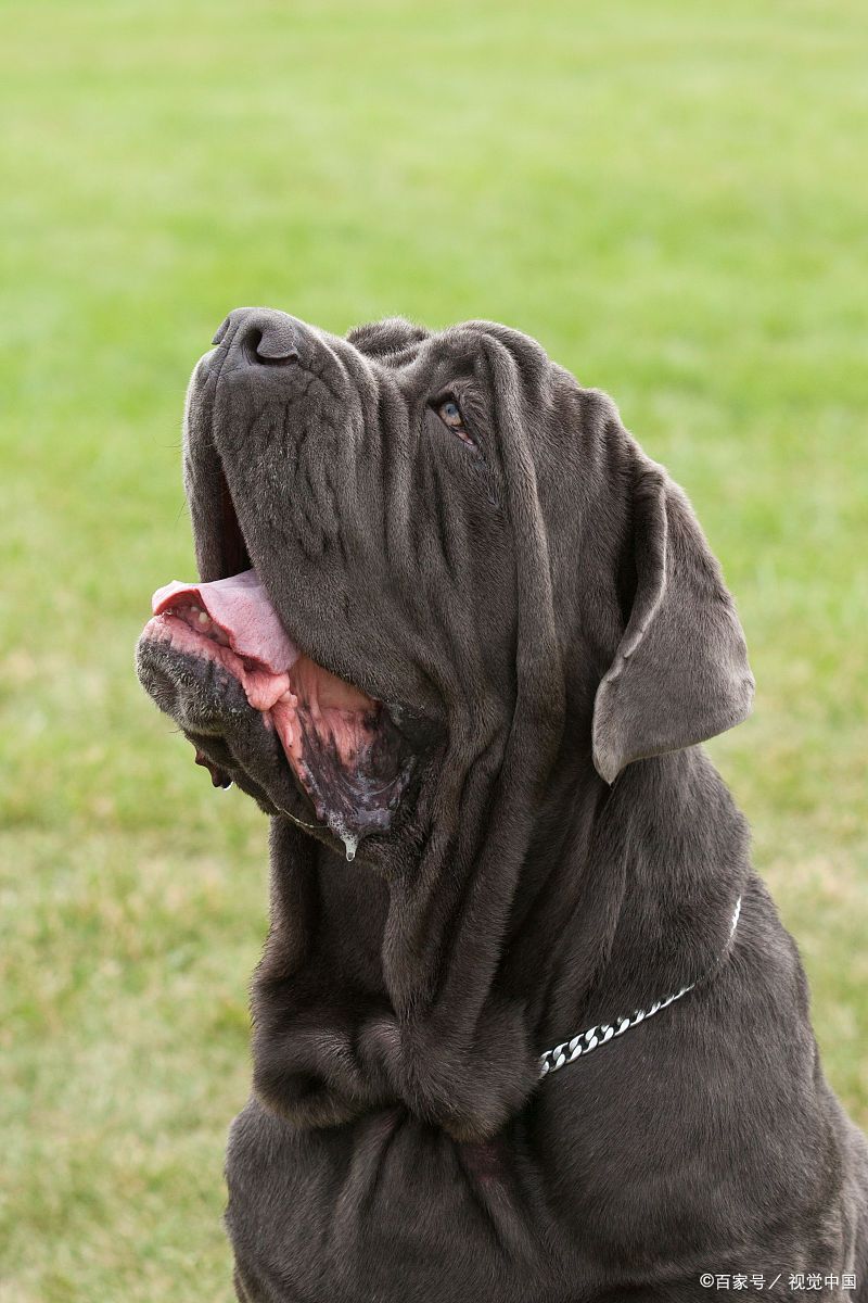 盘点最不忠心的五种狗,你有养过吗