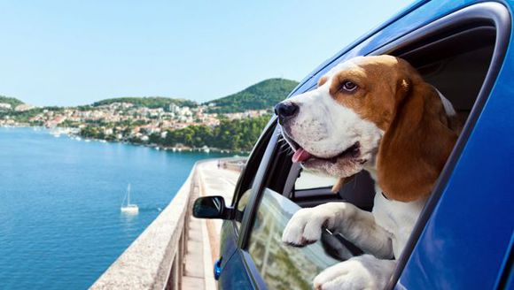 带狗狗出门旅游,先教会狗狗怎么坐车!