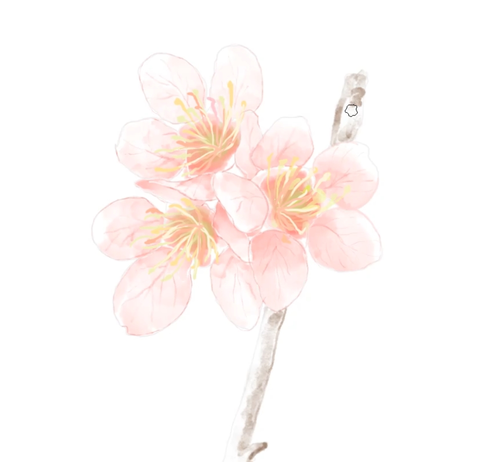 画一枝淡红色的杏花真好看