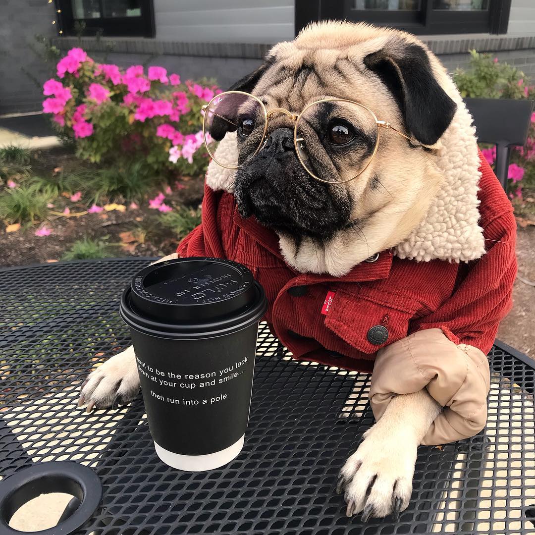 巴哥不萌天理不容?小家伙简直可爱极了!