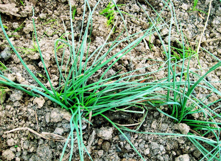 薤白- 热门商品专区