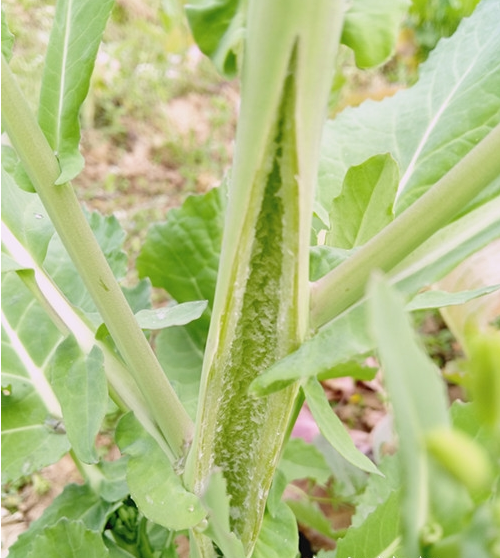 油菜茎秆开裂咋防治?掌握这4个要点早预防