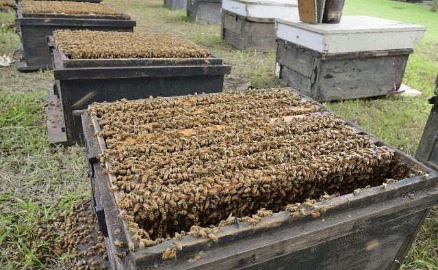 蜂路的正确定义以及和蜂蜜高产的关系