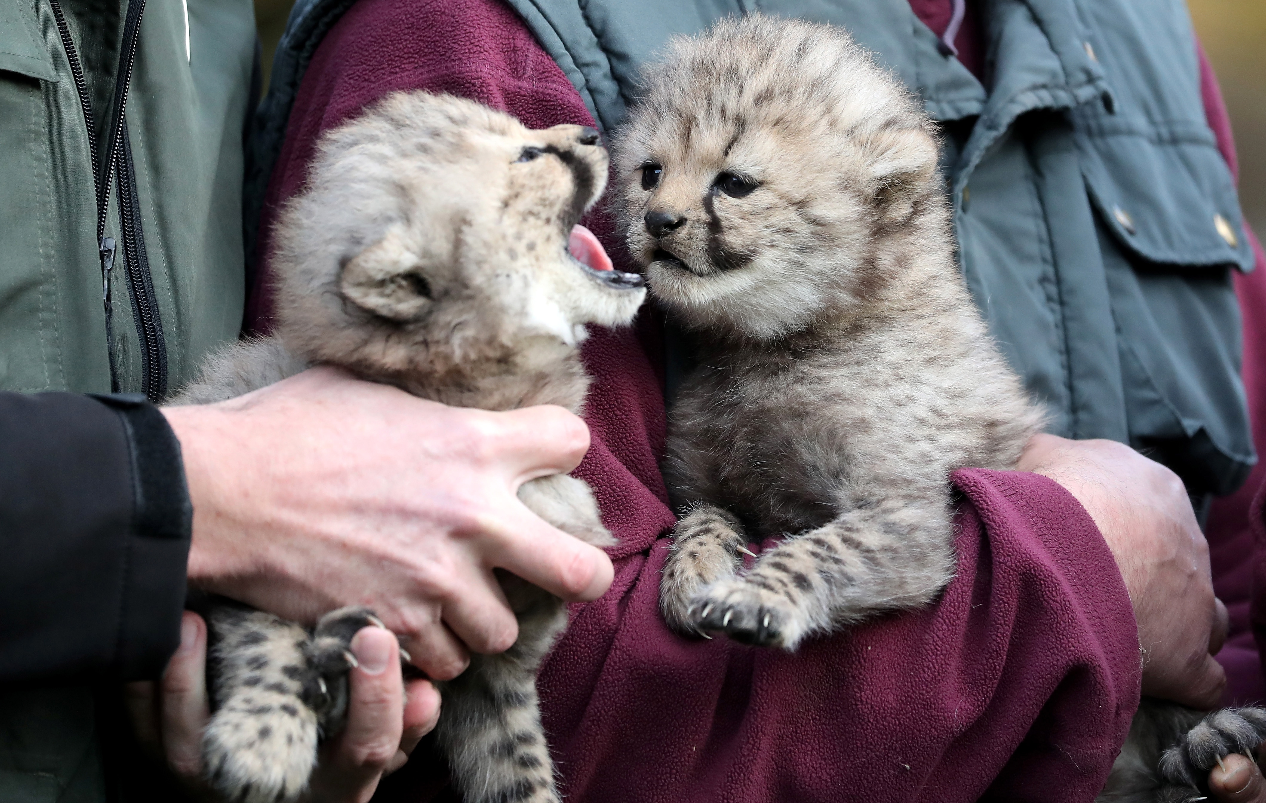 三胞胎猎豹幼崽