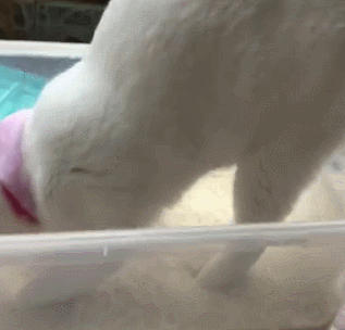 猫咪:"谁都别拦着我,我要开始拉粑粑了!"