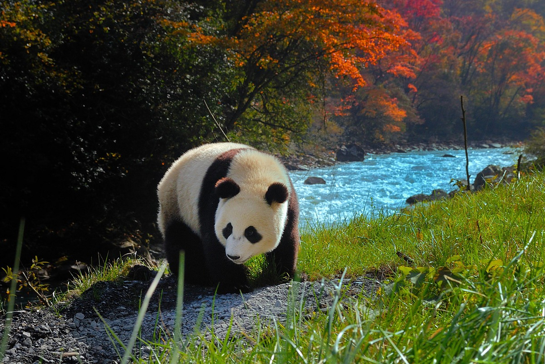 漫步在成都大熊猫基地内,身边是一片金黄的竹林.