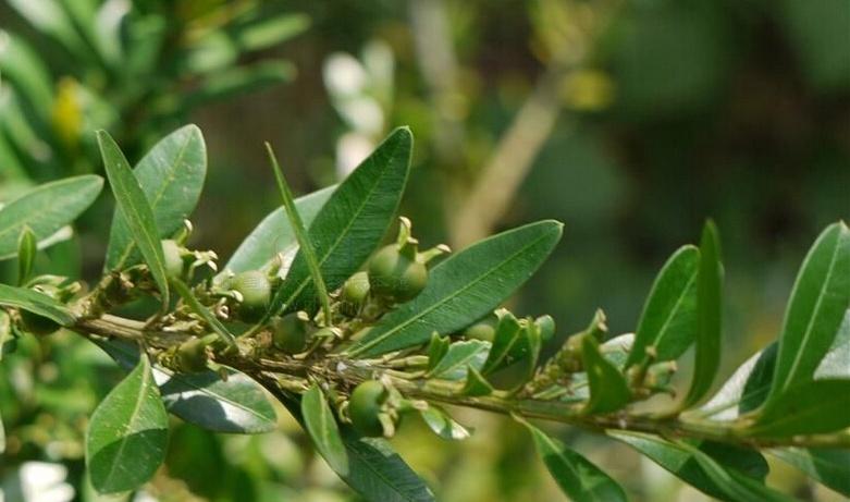 科普一下,了解云南黄杨的请举手