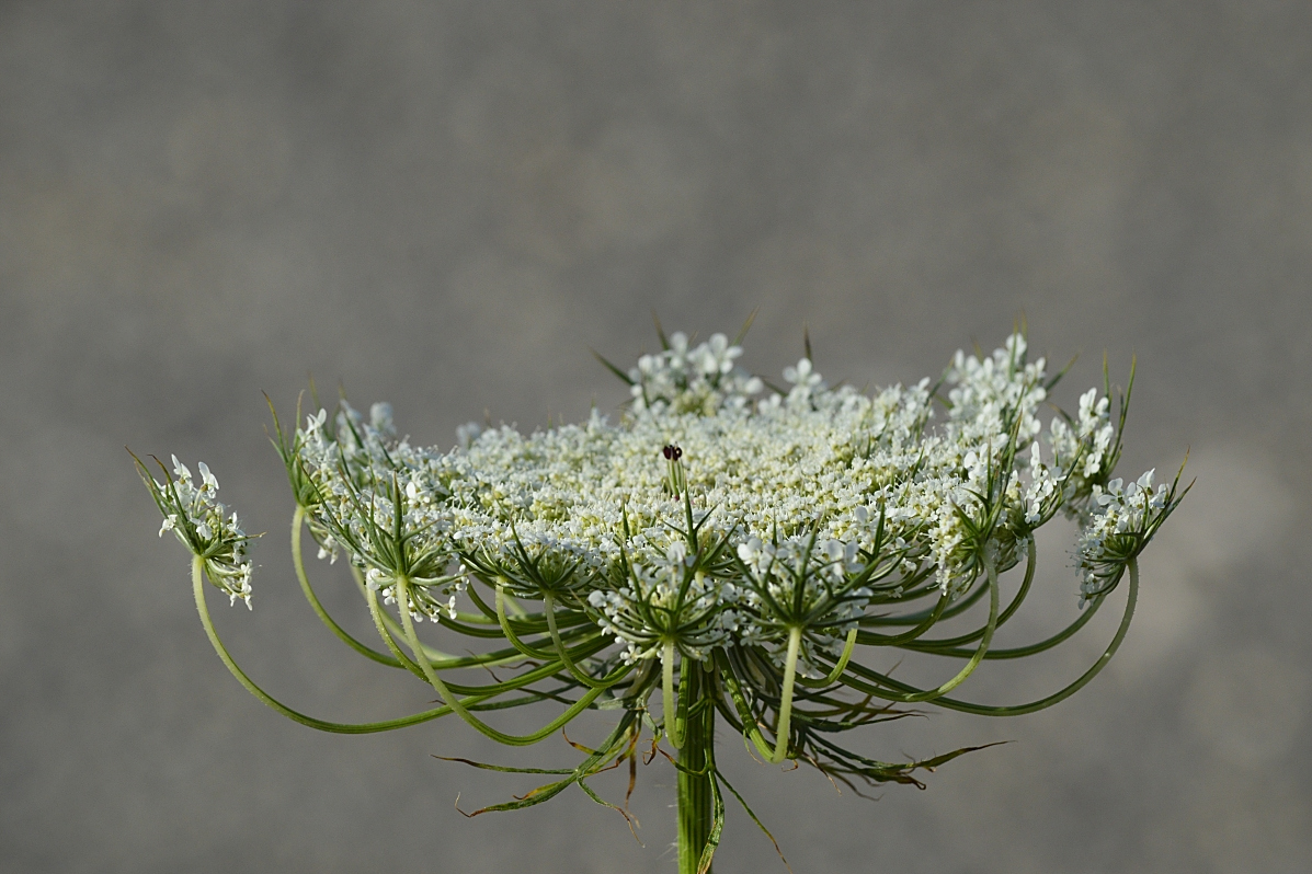 蛇床花的果实中含有多种化学成分,可作为药材使用,有祛风,杀虫的功效