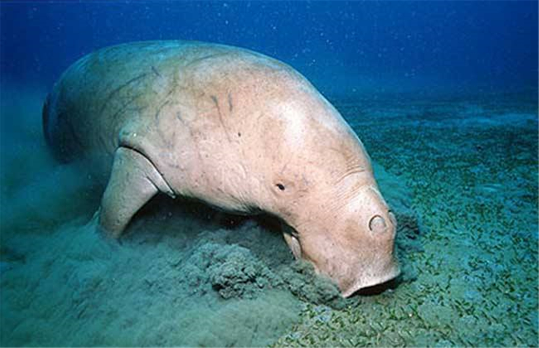 06四千年的捕杀中,儒艮岌岌可危,处于灭绝的边缘