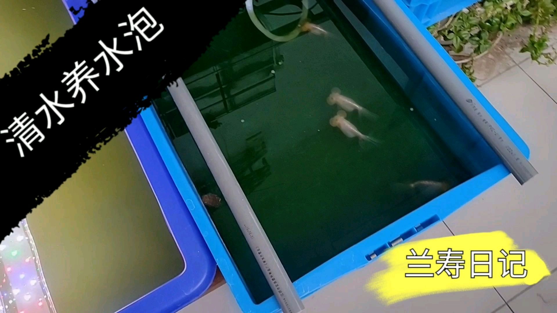 老水珠子清水泡 水泡金鱼还是清水养比较好