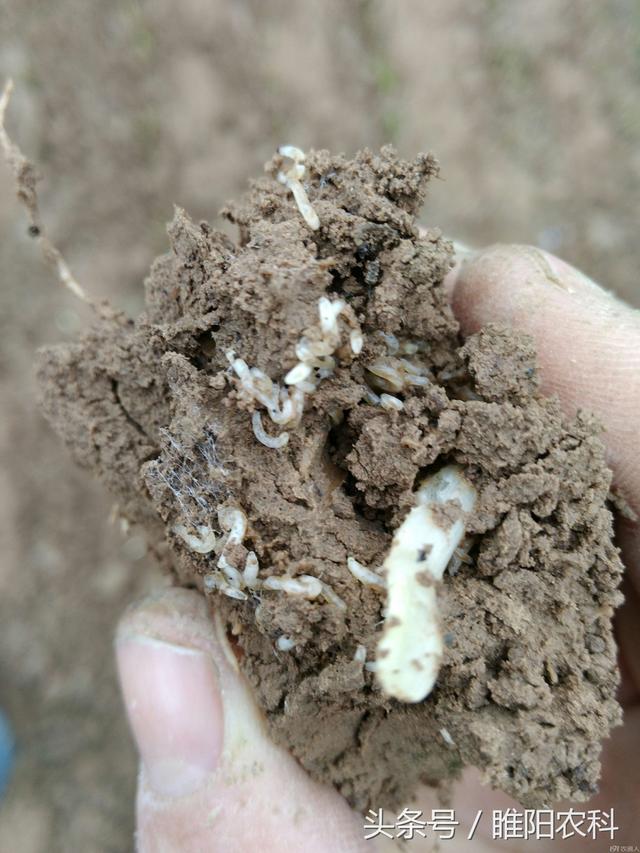 韭菜这个虫,现在为害十分严重,抓紧查治