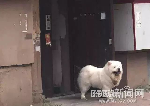 松狮孽犬咬伤主人脖子|满嘴是血堵住单元门